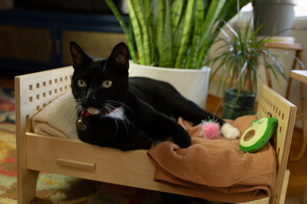 Modern Baltic Birch Cat Bed - Image 8